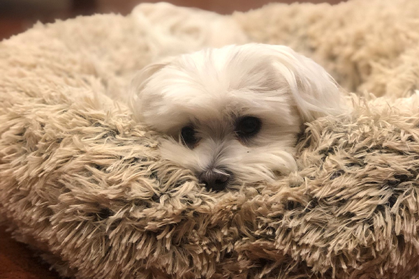 If Your Dog Suffers From Anxiety: Here Is What You Can Do